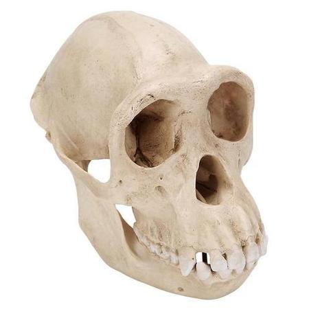 3B SCIENTIFIC Chimpanzee Skull, f., Replica 1001299